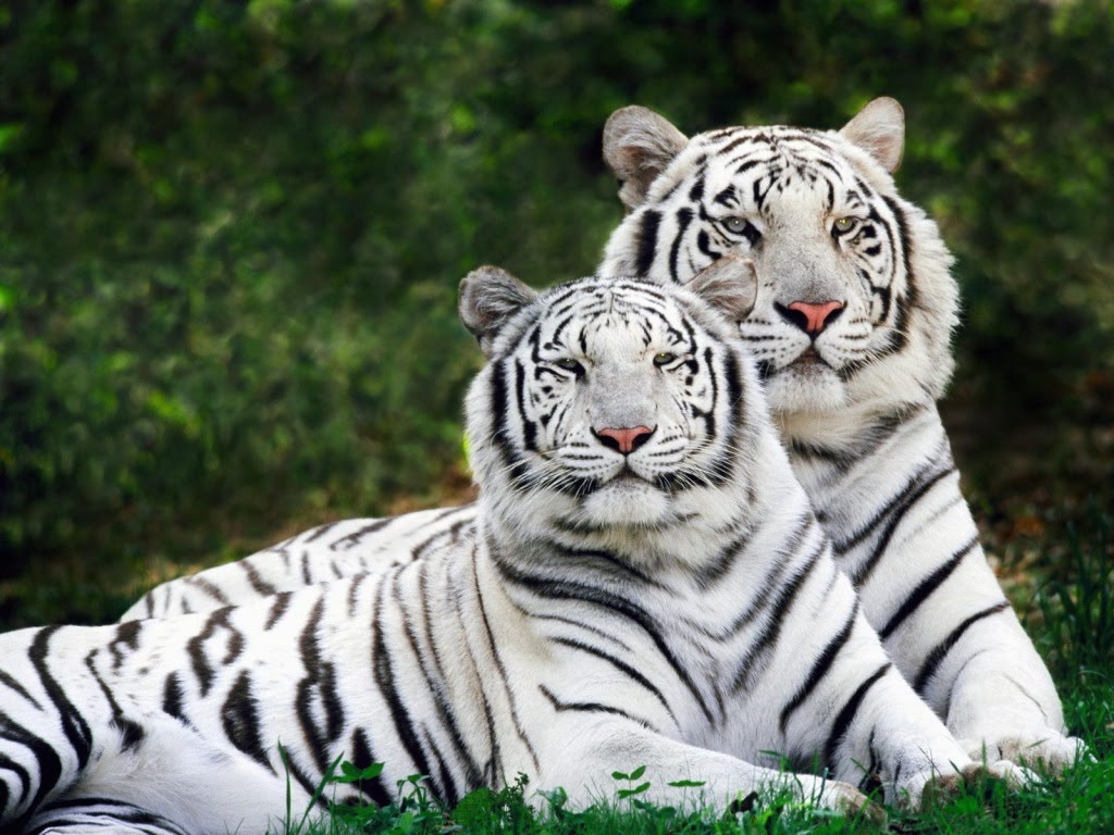 Beli tigrovi