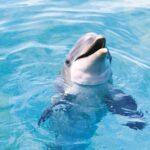 Foto: probotosani.ro