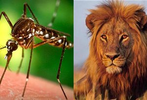 komarac i lav