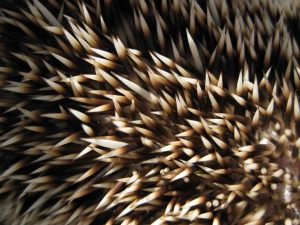 Foto: alphasoupstock.deviantart.com