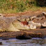 Foto: planetstillalive.com