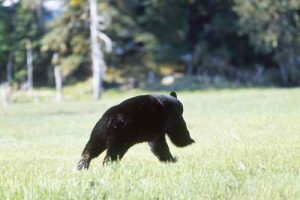 Foto: olivebranch.co.uk