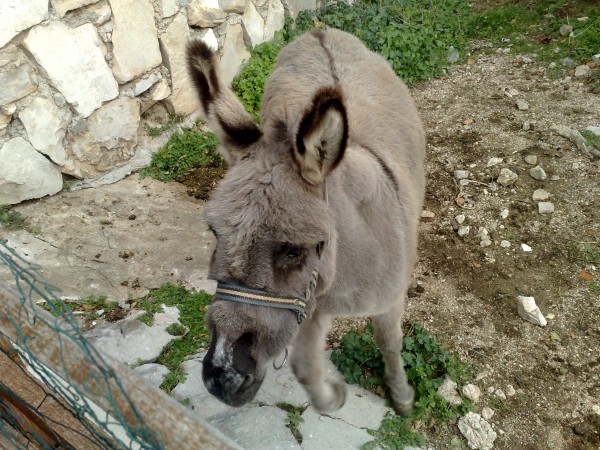 Dobar dan! Izvolite. Za koga glasate? Ako mogu ja bih svoj glas dao Ceci, Caci i Cici. Zašto da ne dragi gledaoče. Može li mali komentar? Naravno vopljeni i mili gledaociću. Ja mislim da bo trebalo više da se pojavljuje magaraca u vašoj emisiji. Nedovoljno smo prisutni. Ali ovo je emisija sa zvezdama. Pa i mi smo neke zvezde. Ako možemo da glasamo i gledamo treba i da pevamo. Evo slušajte. NJaaaak, njaaak... šta kažete? Pa vi ste izvanredni. Ništa gori od naših gostiju. Obećavam dragi magarče u sledećoj emisiji " "Zvezde govore" bićete u studiju" Hvala. Videćete koliko će Vam gledanost porasti. Jer, priznaćete mi, magarci vas najviše i gledamo. Hvala voljeni gledaoče. Vidimo se u studiju. Njaak. Njik! Takođe 