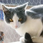 Foto: en.wikipedia.org