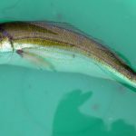 Foto: en.wikipedia.org