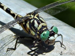 Foto: Neda Glišović