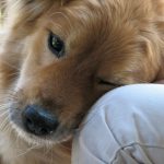 Foto: commons.wikimedia.org