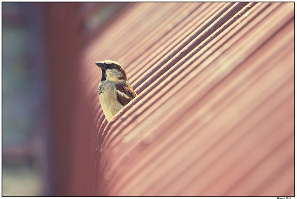 Foto: Marko Marković