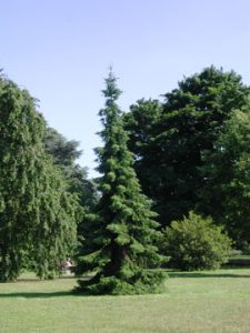 Serbian spruce, picea omorika