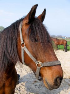 Foto: schaduwvacht.deviantart.com