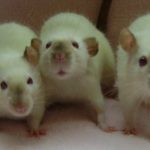 Foto: en.wikipedia.org