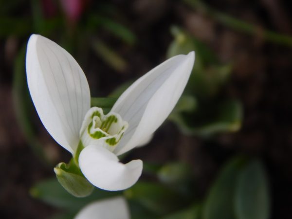 Visibabe- Neda Glisovic