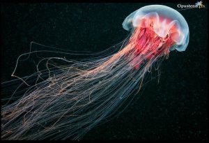fotografije-meduza-0