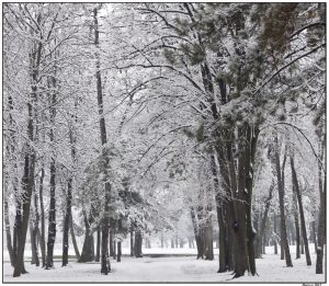 zima, drveće, sneg, priroda, šuma