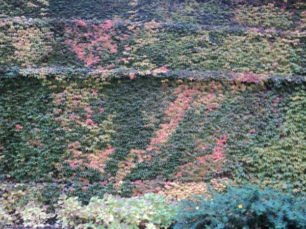 Foto: Želimir Lalić