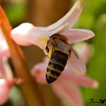 Foto: Neda Glišović