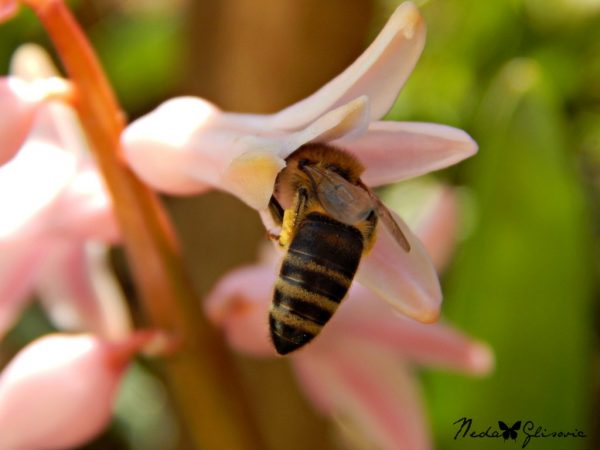 Prolece- Neda Glisovic