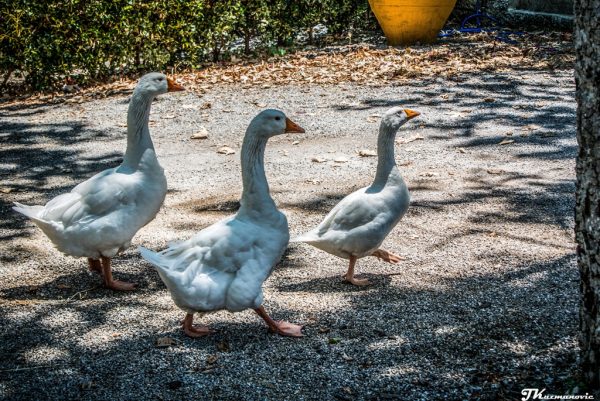 Foto: Jovana Kuzmanović