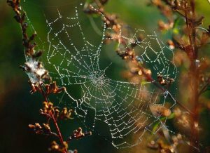 Paukova mreža