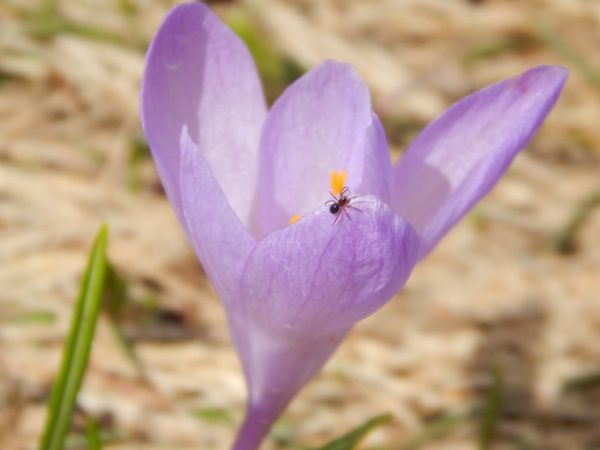 Kacun- Neda Glisovic