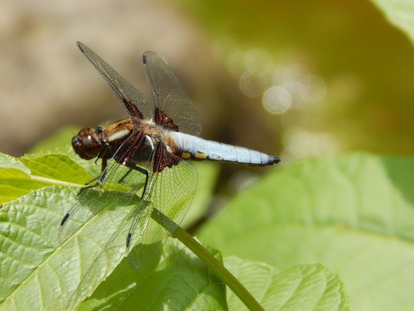 Foto: Neda Glišović