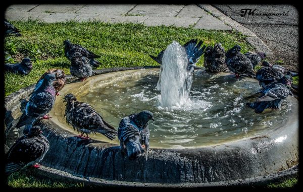 Foto: Jovana Kuzmanović