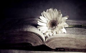 Zbog nas, cvet, knjiga, tama
