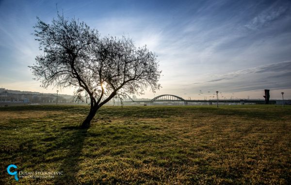 Foto: Dušan Stojančević