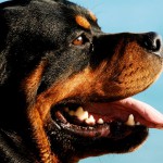 Rottweiler_portrait