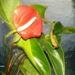 Foto: Marija Pašalić