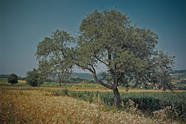 Autosave-File vom d-lab2/3 der AgfaPhoto GmbH