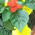 Foto: Marija Pašalić