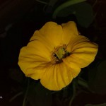 Foto: Marija Pašalić