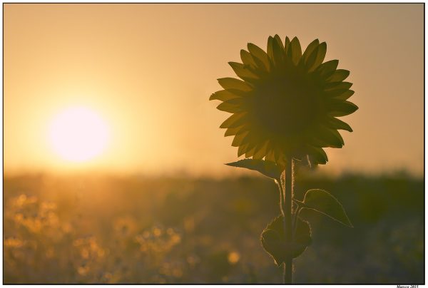 Foto: Marko Marković