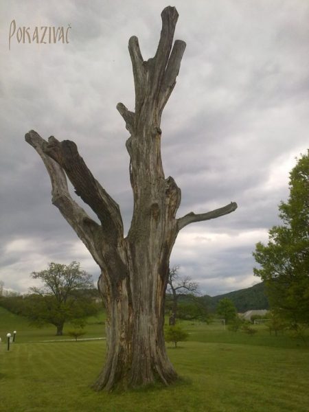 Foto: Zoran Todorović