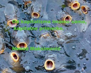 0555---Somovi-128698748-1_672x0