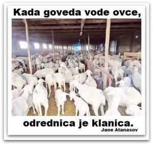 Aforizam Jane Atanasov Ilustracija Deana Sailović