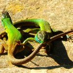 Foto: Neda Glišović