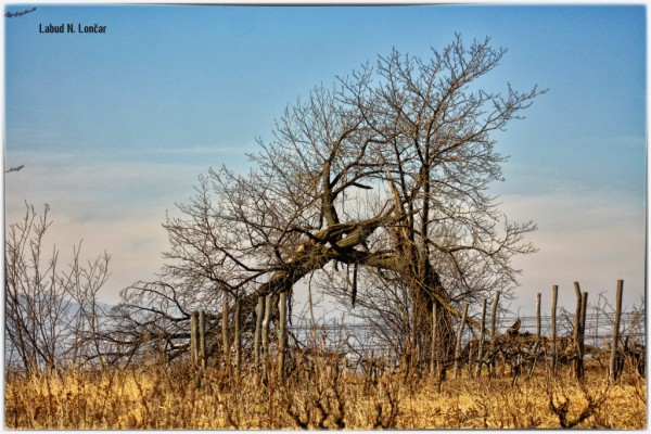 Foto:Labud N. Lončar