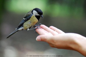 bird_and_hand_by_red_feniks