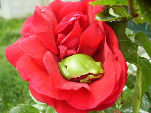 Foto: Anica Gudlin - Grujić