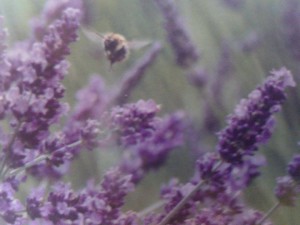 Lavanda