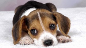 thoughtful-puppy