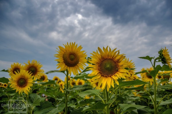 Foto: Darko Zivlaković