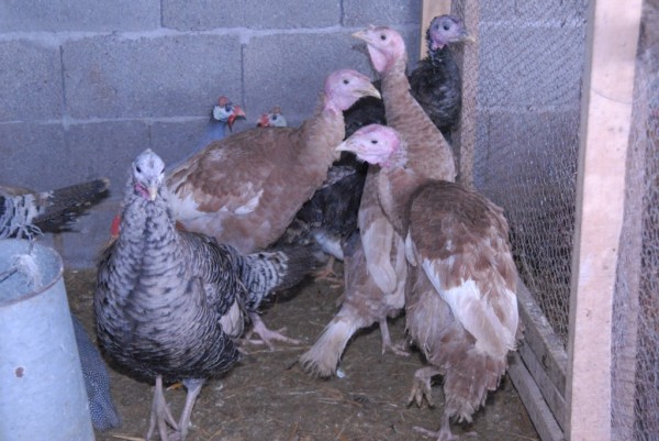 DSC_9403kanadske curke