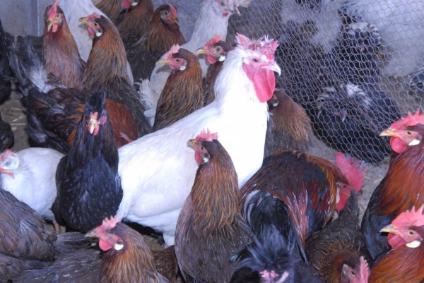 DSC_9404beli i crni turski pevac