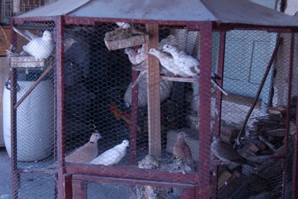 DSC_942kumrija indiski grlica