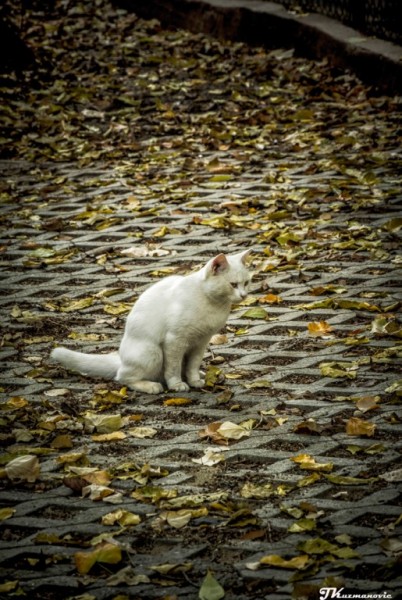 Foto: Jovana Kuzmanović