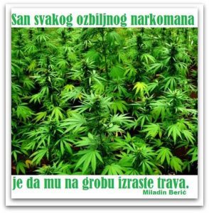 Dnevna doza aforizma