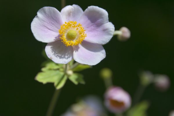 foto:Miroslav Lj Ranković